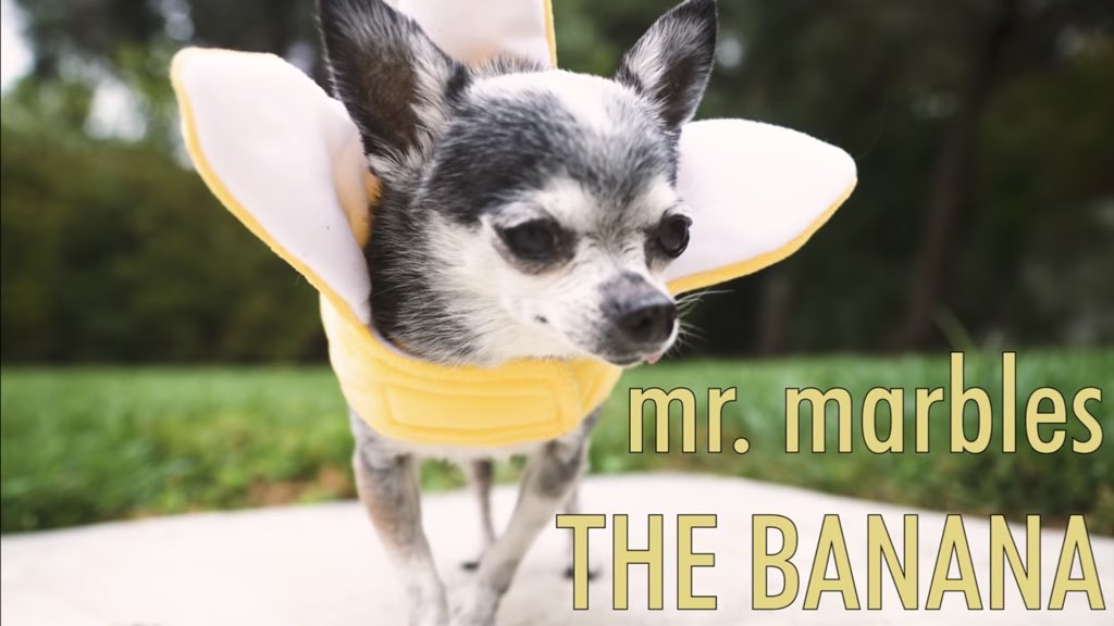 meeble_lover's tweet image. We may not have known you personally, but you touched us all. Thank you Mr Marbles for all the love you’ve shared. Condolences to Jenna, Julien, and the whole pack at this time