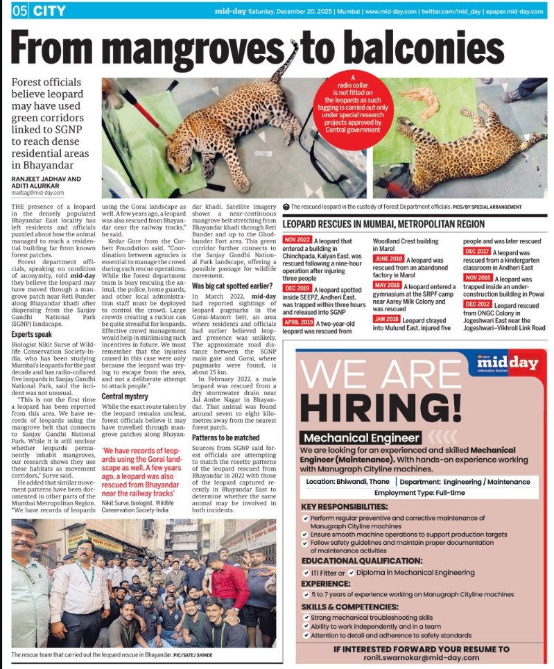 Leopard enters Bhayandar society, mangrove corridor link suspected.

mid-day.com/amp/mumbai/mum…

#bhyander #leopard <a href="/tweetsvirat/">Virat A Singh</a> #humanwildlifeconflict <a href="/MahaForest/">Maha Forest Official</a> <a href="/LotSatish/">Satis l</a> <a href="/gallopingeye/">Kunal Chaudhari</a> <a href="/athaniya_vasim/">Wasim athaniya</a> <a href="/TheWCS/">WCS</a> <a href="/IUCN/">IUCN</a>