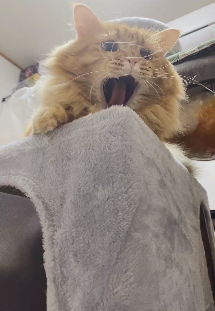 テンション爆上がり
 #猫のいる暮らし
 #弟猫