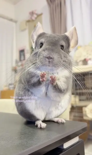 紹介してもらったよ🐭🐾
