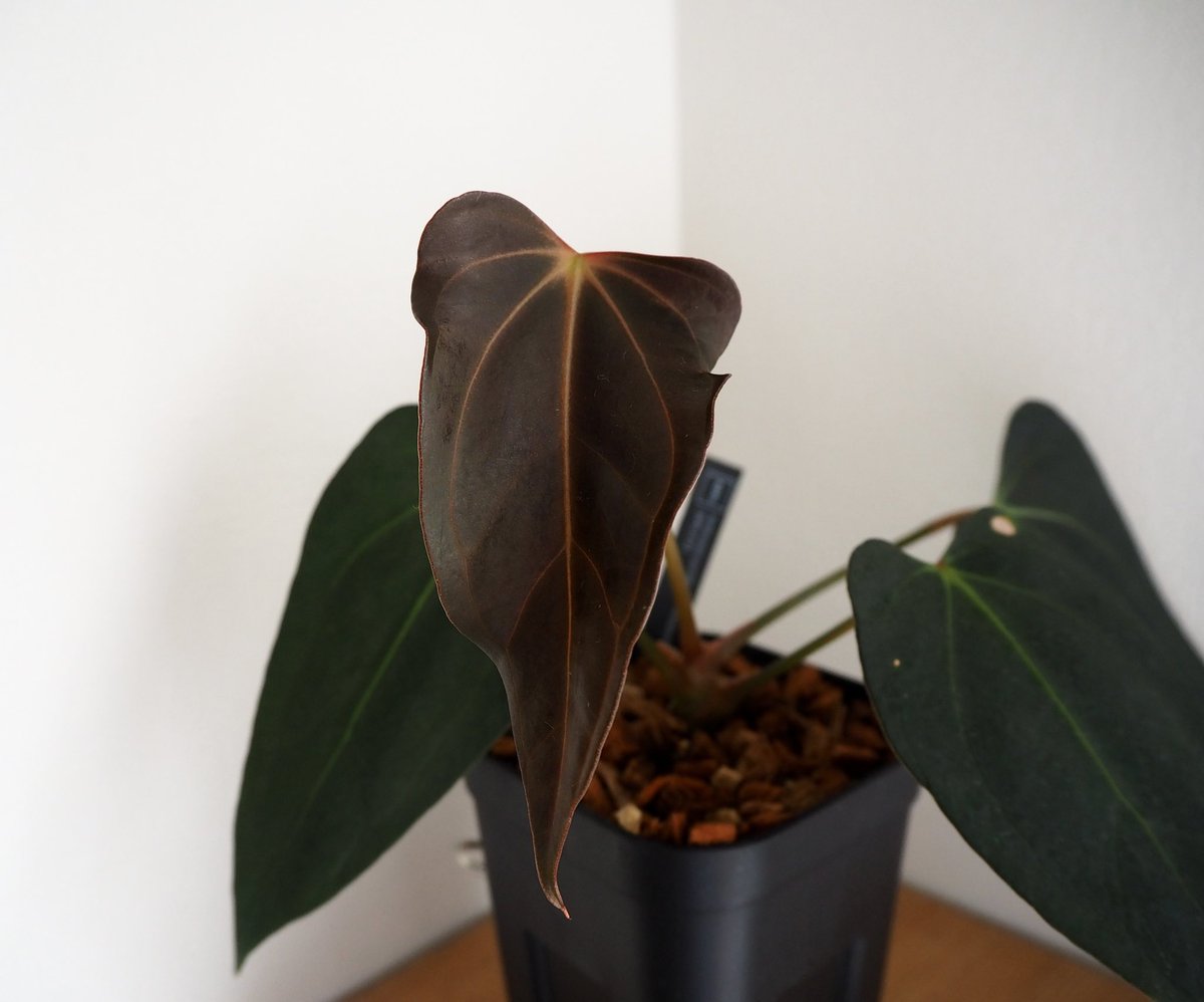 その他観葉植物 nori Nori / NPG(Nori Plants Garden) (@nori__plants) / Posts / X