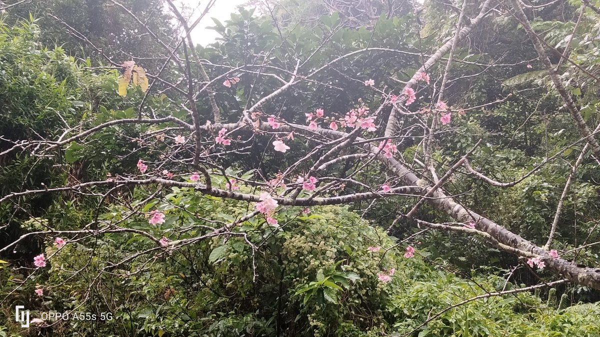 まだ12月だぞなんで桜咲いてんだよいい加減にしろ