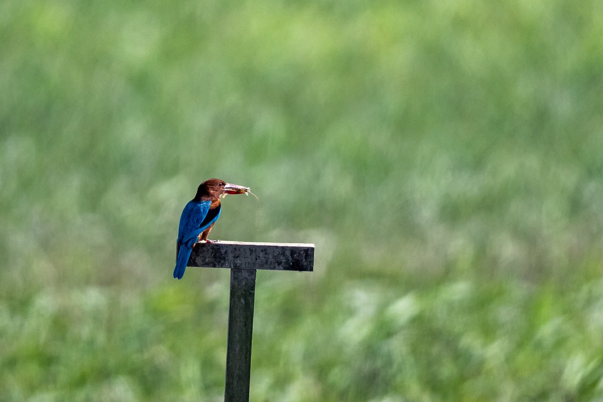 アオショウビン‼️
