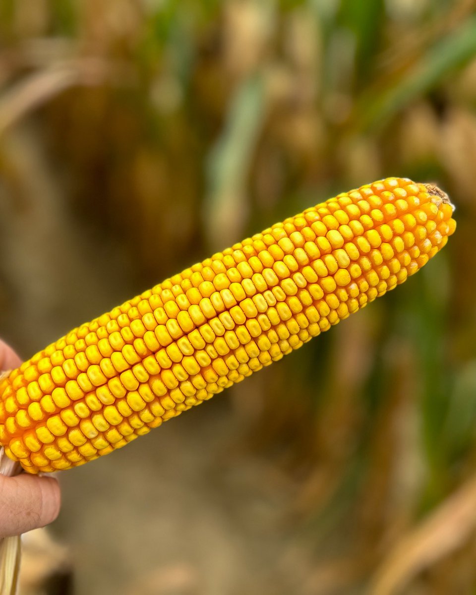 Erick Larson tweet media