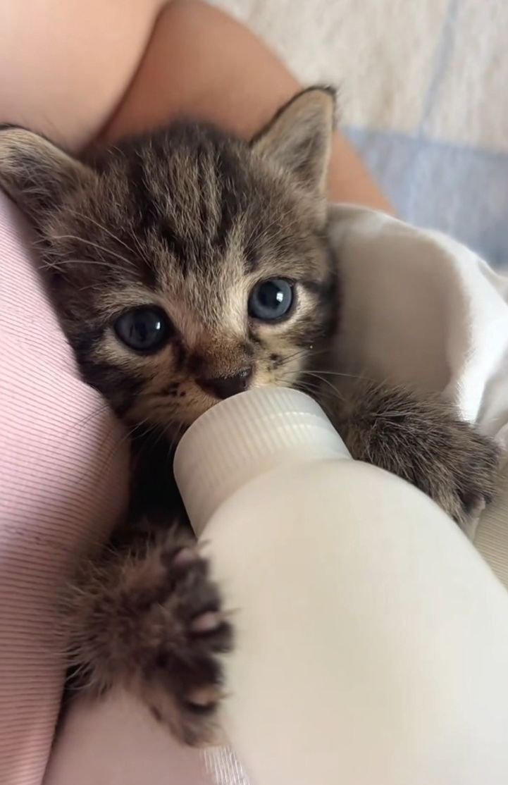 lunarfq's tweet image. say hi to Pokee or have a terrible 2026