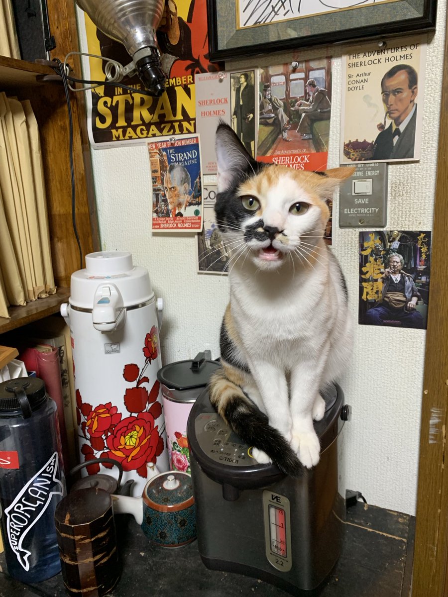 Puchinya® (@punanko) / Posts / X