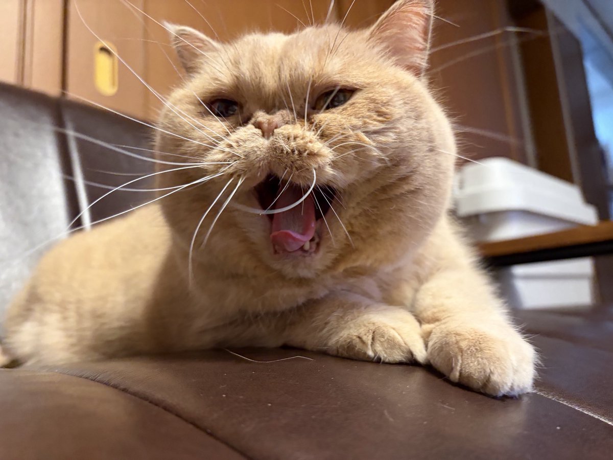 ohigemamire's tweet photo. 久しぶりの病院終わり
あー眠た
#エキゾチックショートヘア 
#ねこのいる暮らし 
#ねこ https://t.co/uUuR3jFEAH
