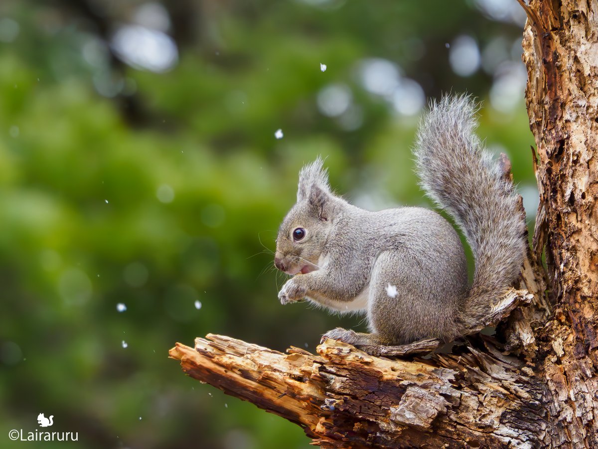 小雪とTheリスな野リッチュ❄️🐿
厳しい寒さにも耐えられる様モフモフになってきたね。
おてて冷たいかなー。手袋かけたら木登り出来なくなるもんね🧤🥹
#ニホンリス　
#Squirrel　
#生態観察
