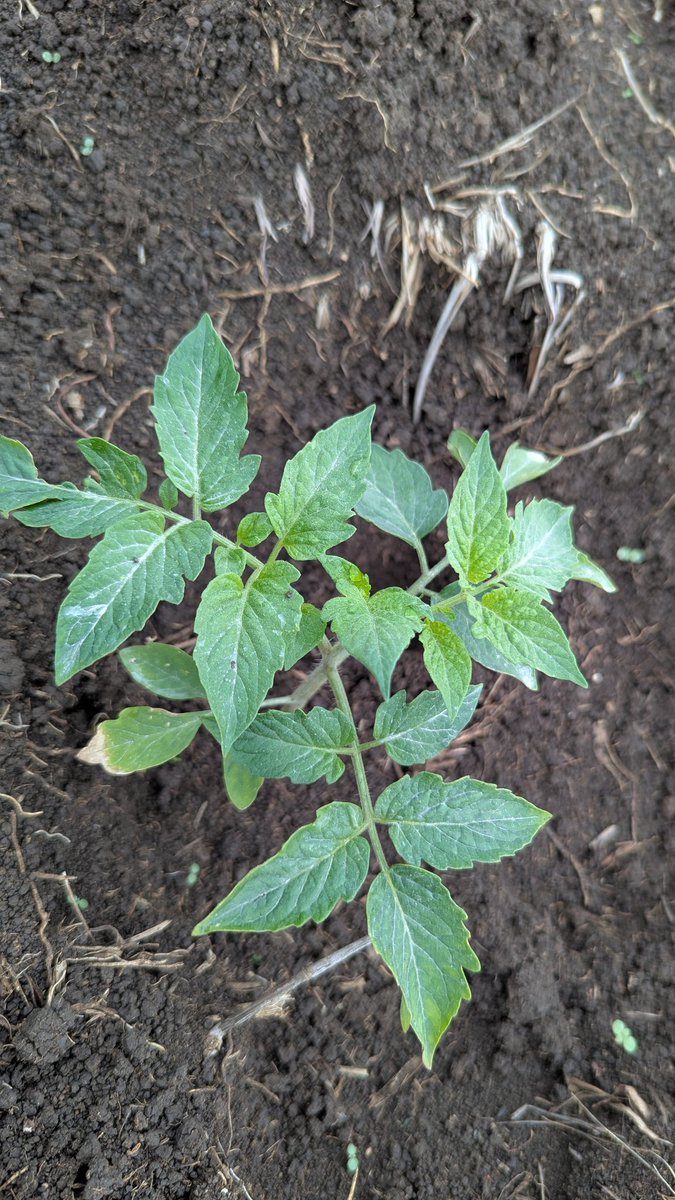 GoodMorning all farmers