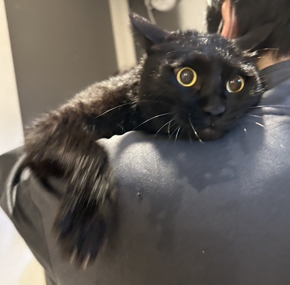 猫　毛づくろい 猫だって身だしなみが大切ニャン♪毛づくろいする猫のカプセル