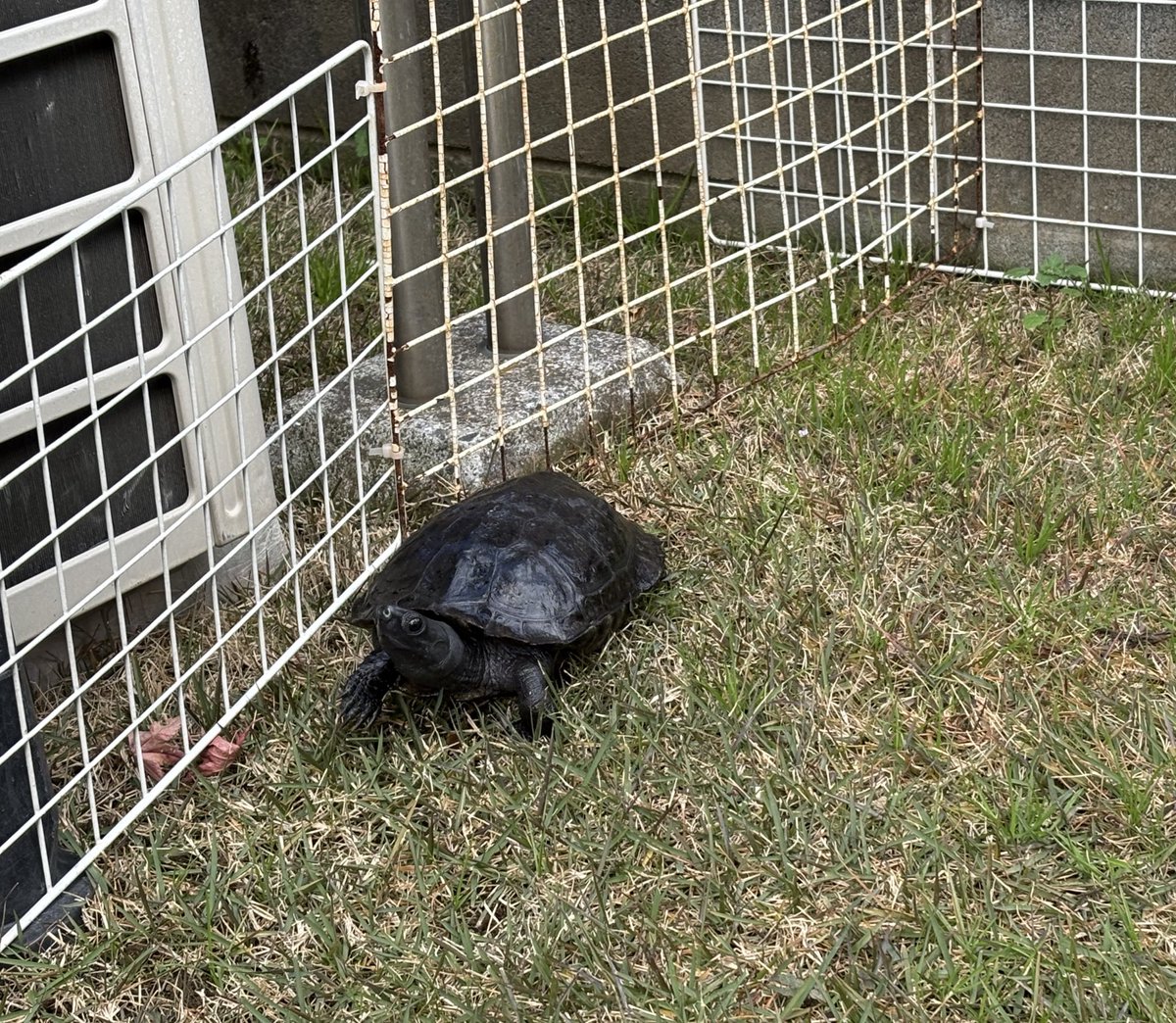 ご無沙汰してます
今日は少し暖かいので、にわんぽしてます。
多分年内最後…