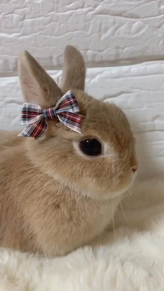 Why you should have a rabbit (@shouldhaverabit) on Twitter photo 