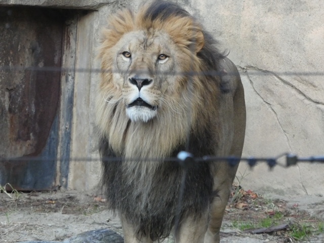 ライオン展示休止のおしらせ】 12月25日（木）は展示場改修のため