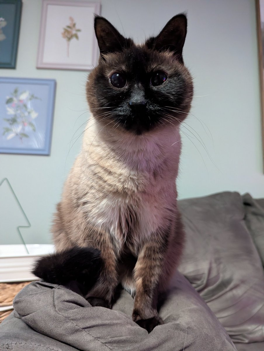 gargoyle