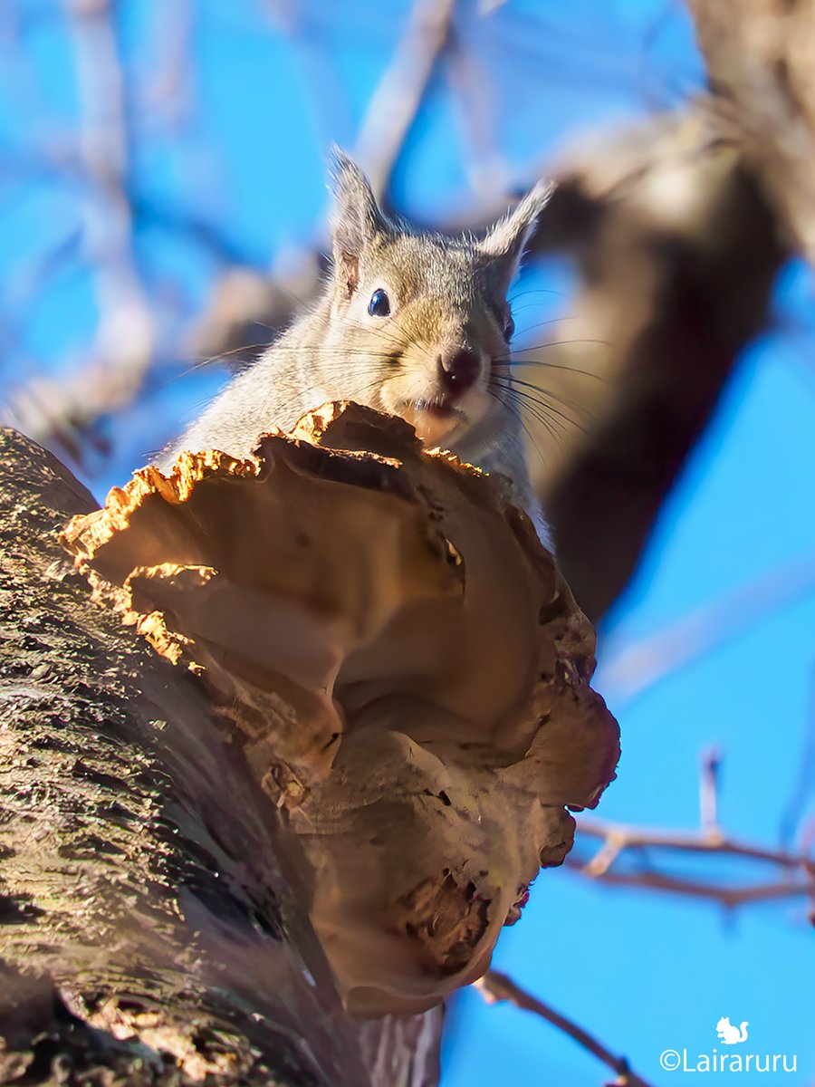 リスノコシカケを発見したでござる🪵🐿😎

サルノコシカケ、ダケじゃない🐵🤩💨

#ニホンリス　
#Squirrel　
#生態観察