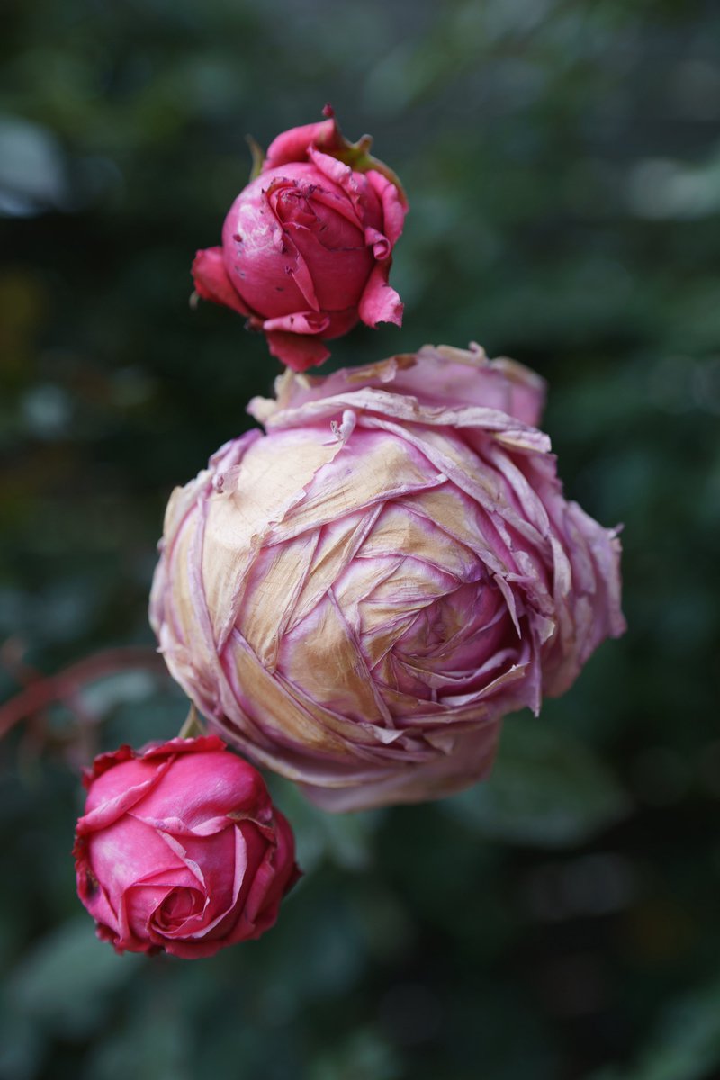 fotosuzu's tweet photo. 寒くて開けない
#というわけでもないらしい
#TodaysRose
#Unprocessed https://t.co/A7iHmXqVI9