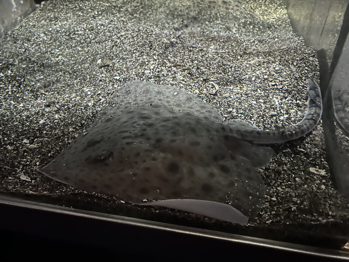 tom_osd1997's tweet photo. 禪院直哉が飼ってる魚いた https://t.co/qYqejODWTw