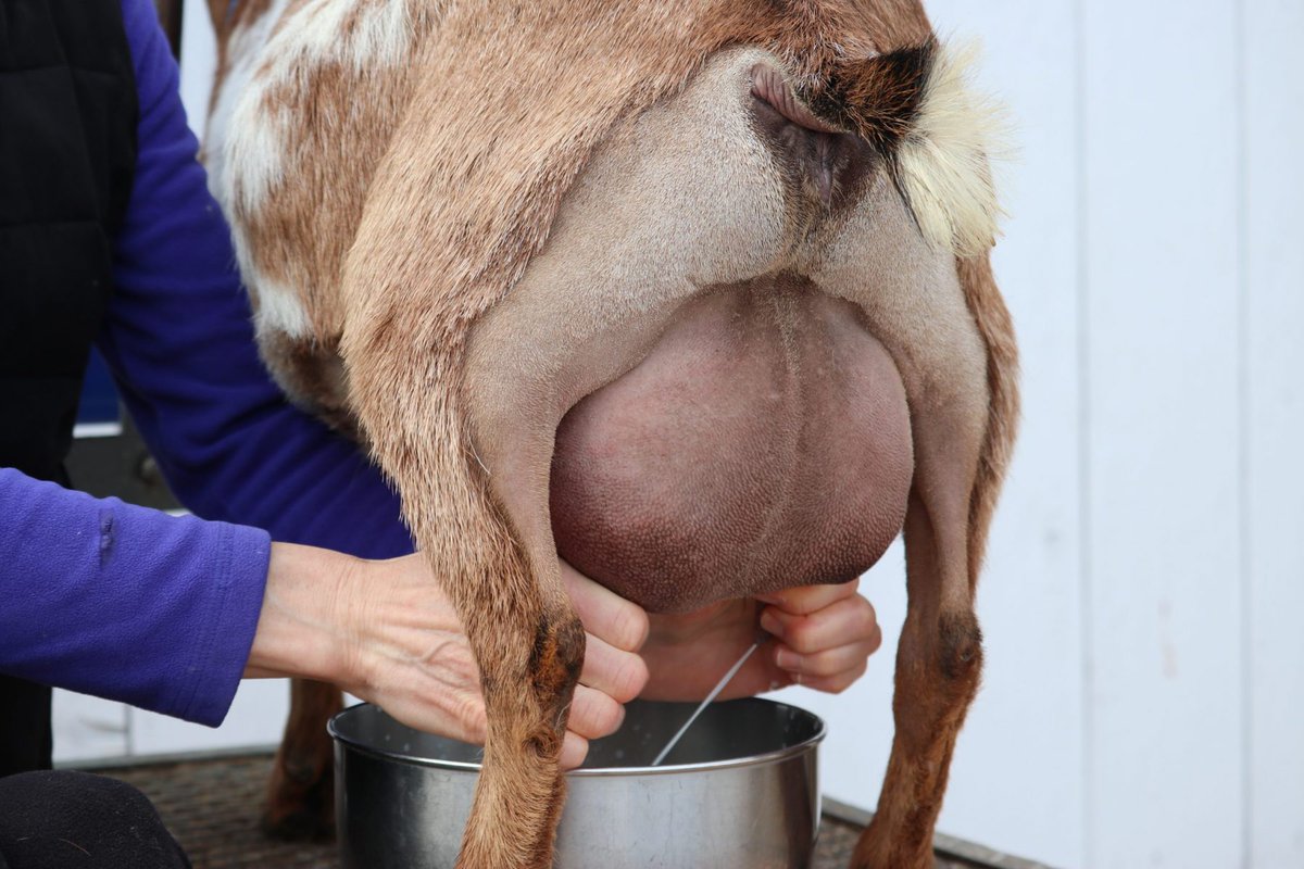 BEST MANAGEMENT OF GOATS FOR MEAT AND MILK!

Goats are a valuable source of meat, milk, and income for smallholders and commercial farmers. Proper management ensures healthy animals, higher production, and better profits.

Housing
Provide a clean, dry, and well-ventilated