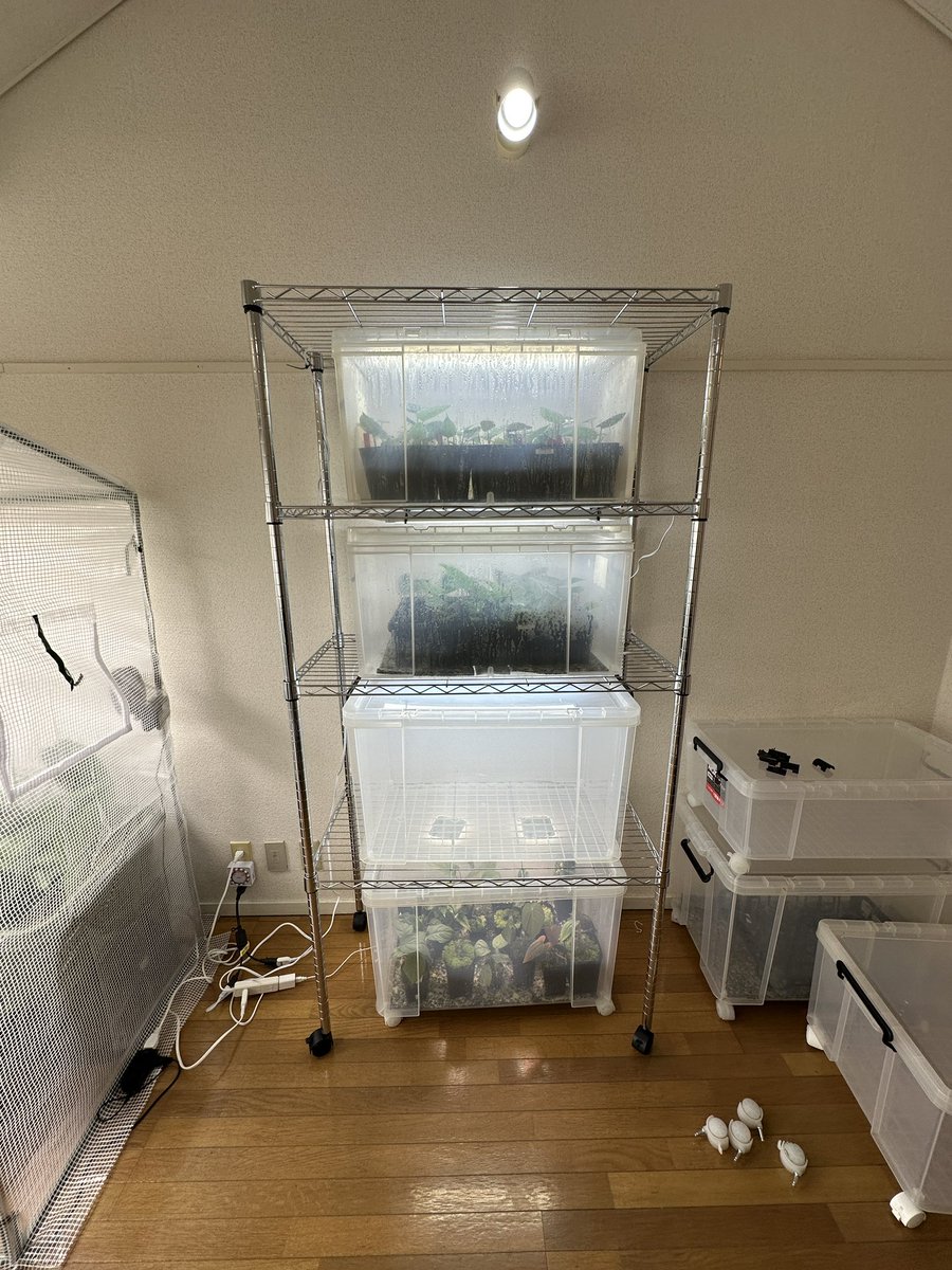 Masaya (@masaya_zxrs) / Posts / X