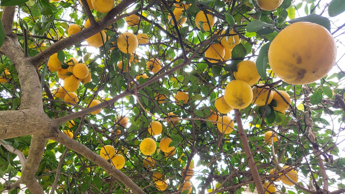 【檸檬♪ページ】 「珀の昇天」　「いつも一緒」　「釣りに行こう！」 檸檬♪ページ】 「珀の昇天」 「いつも一緒」 「釣りに行こう！」 檸檬