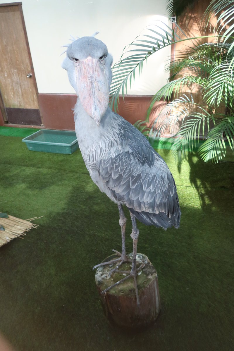 ハシビロコウ (@bIiWyicnGjuzhmc) / Posts and Replies / X