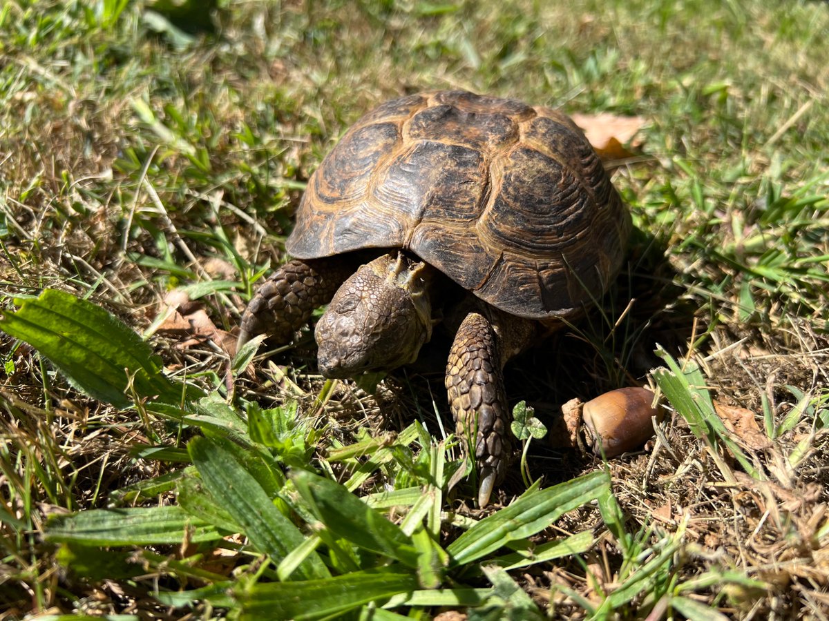 Frownyfae's tweet photo. This is Boris, he was being sold by a vendor who was in the hobby for money and money alone. He was severely underweight and had a hard time eating. His living conditions were disgusting and he was severely dehydrated. https://t.co/g7mpeWFyFS