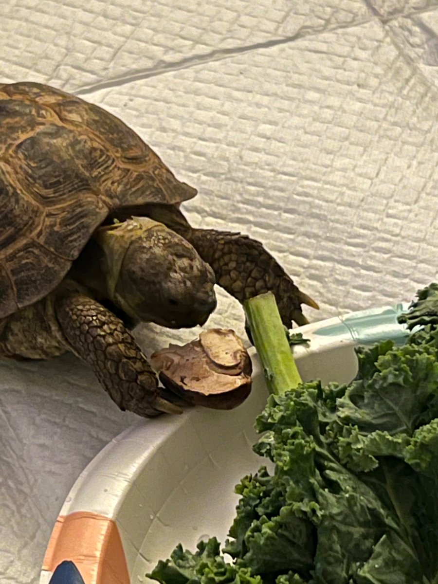 Frownyfae's tweet photo. This is Boris, he was being sold by a vendor who was in the hobby for money and money alone. He was severely underweight and had a hard time eating. His living conditions were disgusting and he was severely dehydrated. https://t.co/g7mpeWFyFS