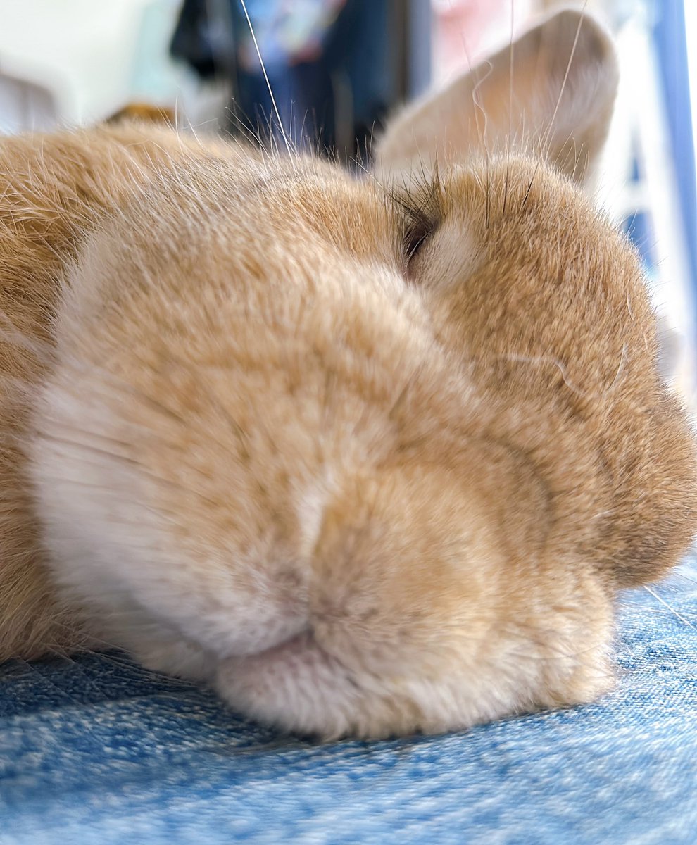 今日も気持ちよさそうに寝てるわ🐰 #うさぎ