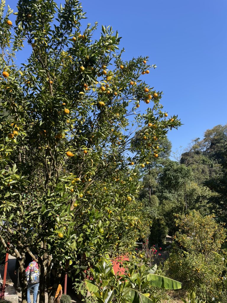 sunny_g08's tweet image. Day 2: in Sikkim with the squad! 🏔️✨ frm walking on air at the Pelling Skywalk 2 go the serene "wishing" waters of Khecheopalri Lake. surrounded by fresh citrus at the Rimbi Orange Garden. 🍊
Sikkim, you have our hearts! @PSTamangGolay
#SikkimDiaries #Pelling #TravelIndia