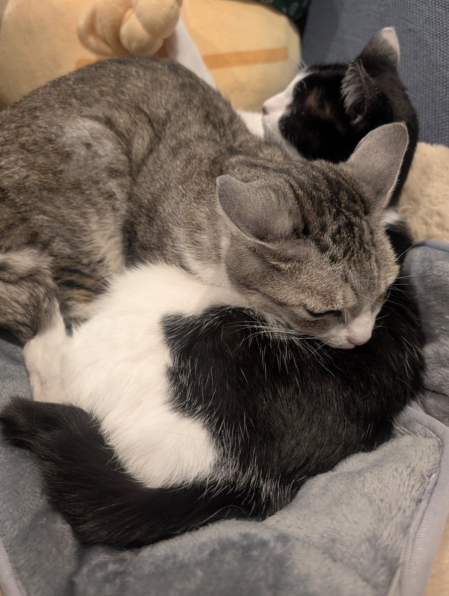 猫ベッド＆人間から奪い取ったホットカーペットを満喫する猫と、追い出されてタオルの上に座る猫😿
そのあと仲良く？寝ていたので👌