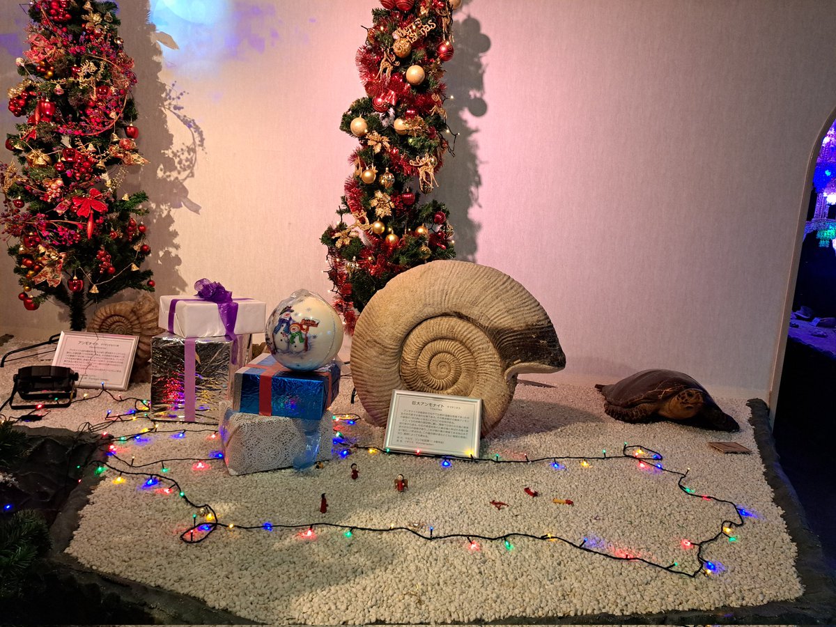 クリスマスツリーとアンモナイト。シュール。 クリスマスプレゼントに