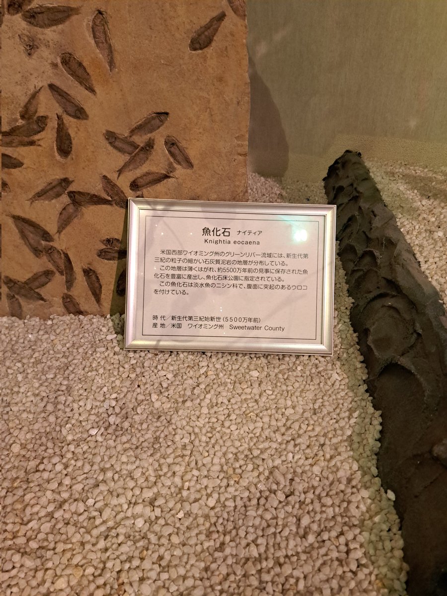 クリスマスツリーとアンモナイト。シュール。 クリスマスプレゼントに