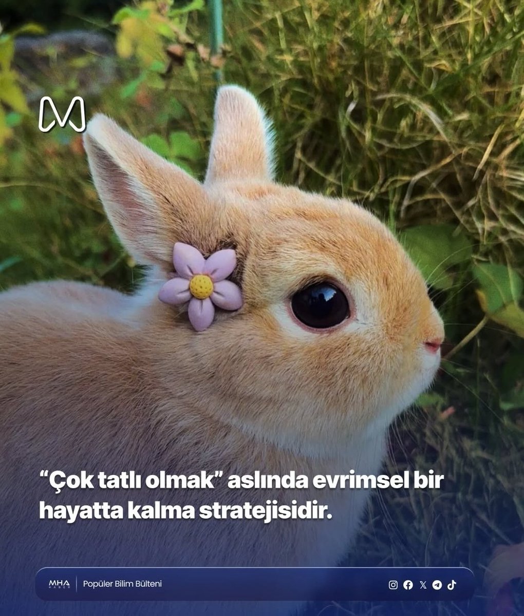 sadece hayatta kalmaya çalışıyordum kusura bakmayın