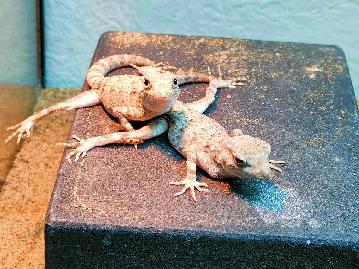 カータートゲオヤモリ

組体操ヤモリ