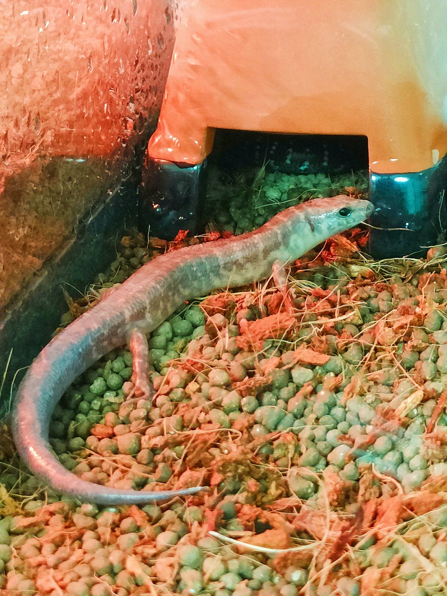 トリカラーバンデッドスキンク

ホワイトニングトカゲ(脱皮前)