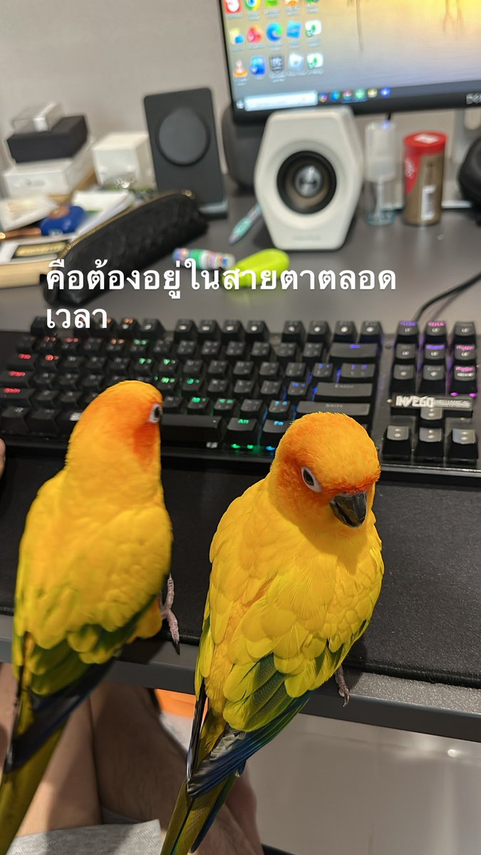 IGS: <a href="/tae_darvid/">Tae Darvid</a> 

ต้องอยู่ในสายตาตลอดเวลา

#TaeDarvid
#teamtae_darvid