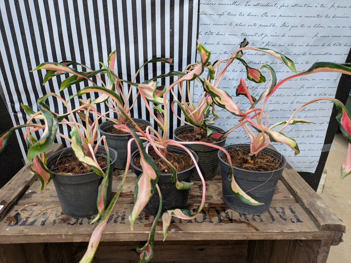 ガーデンセンター瑞穂店 】 幸せを呼ぶ植物なんて素敵な呼び名がある 