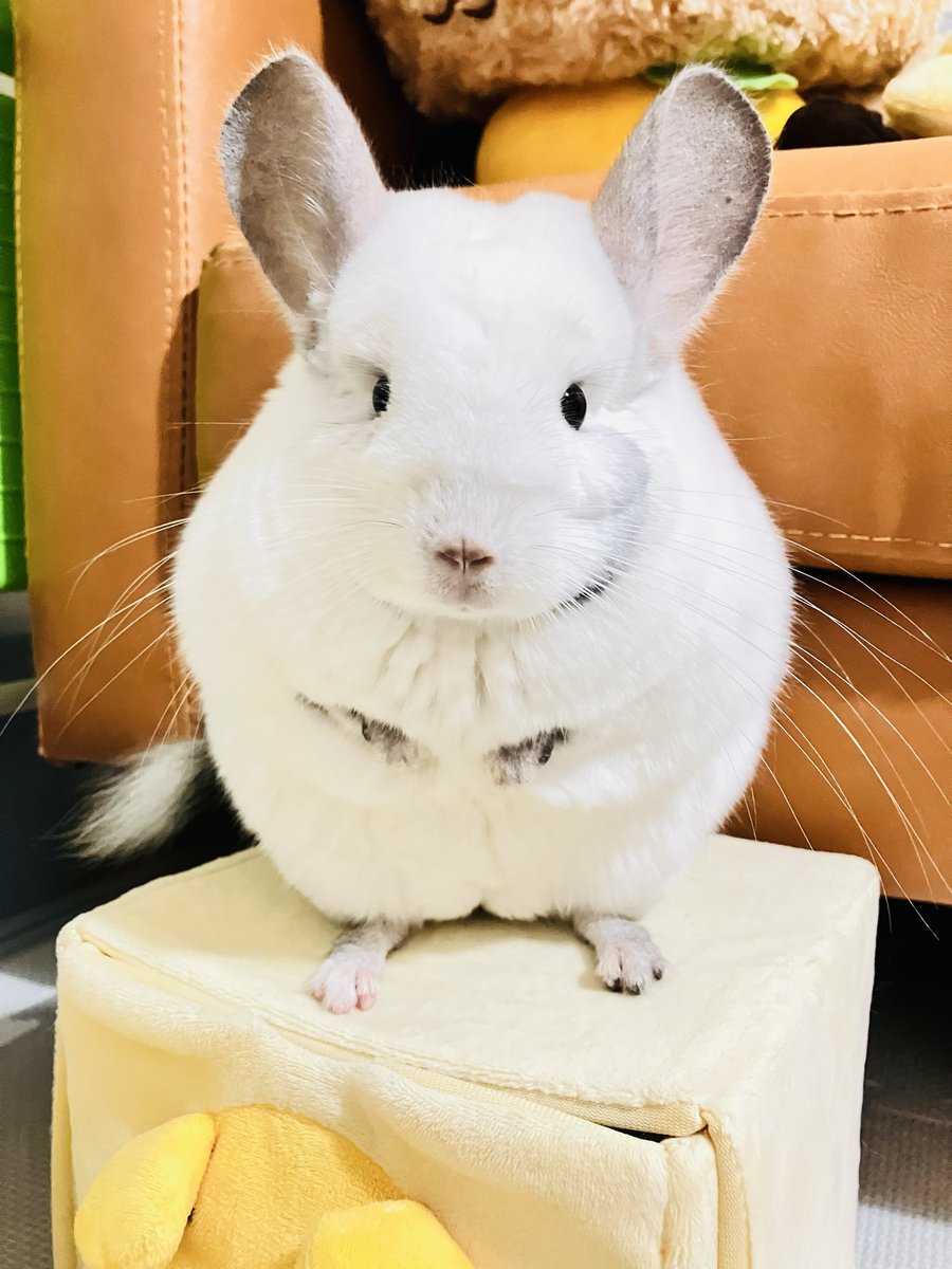 ぽぽむ君@チンチラ (@popochimu_piton) / Posts / X