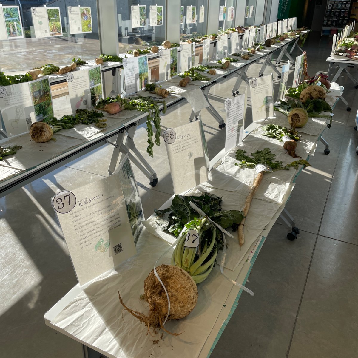 ＼ヒルズ冬の風物詩／
　みてみてダイコン！
　いろいろダイコン！2025

この画像をご覧になって「ああ年の瀬が近い」と感じられたアナタは立派なヒルズ通です👏ご褒美にダイコンあげちゃいますよ！12/24(水)にお越しくださいね⭐️

アナタの食卓にホワイトなクリスマスを✨🍲
science-hills-komatsu.jp/wp/36779/