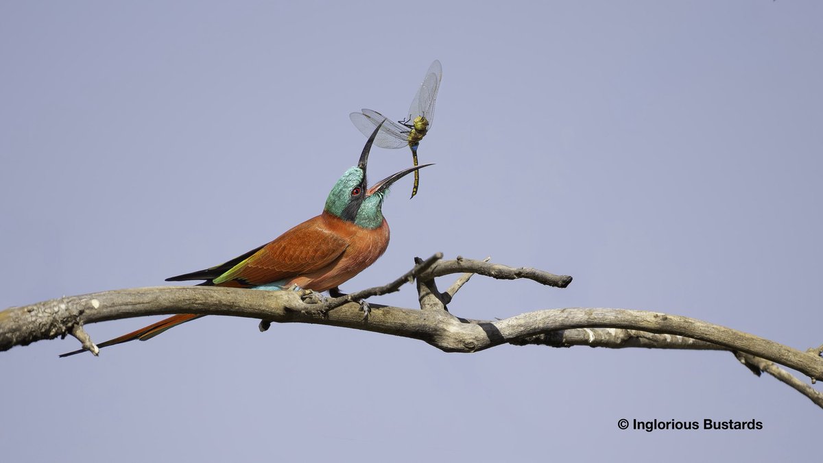 Otis_inglorius's tweet photo. There are a myriad of colourful #Birds in The #Gambia and some of the most dazzling are the Bee-eaters! 

Our group was surrounded by a large group of feeding Northern Carmine Bee-eaters a truly magical experience!

We also added African Little Green, Little, Red-throated, White-throated, Swallow-tailed and European to our trip list with equal delight 😋😊 

#FlywayBirding