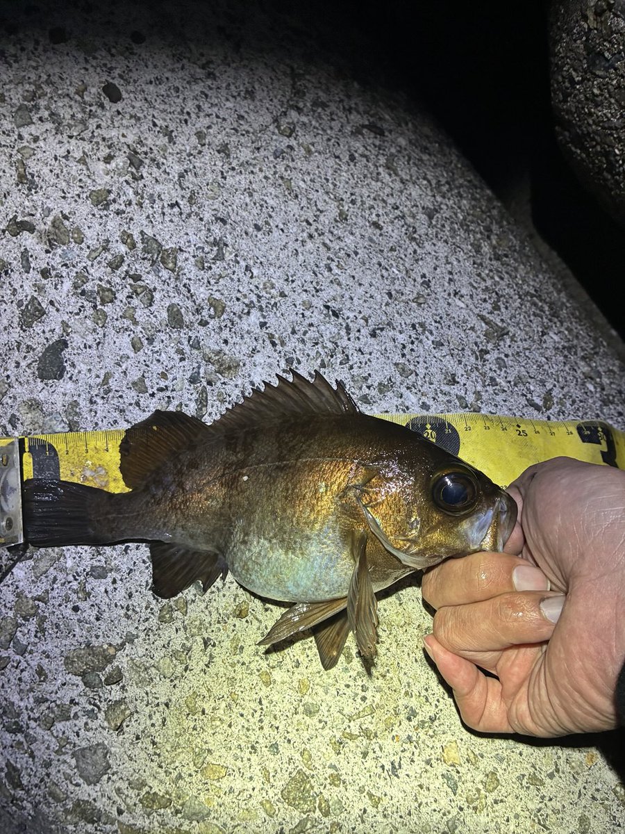 dfr3131's tweet photo. 泉南メバリング　23cm
ラッキークラフト　ストリームドライブ45CB
このプラグは何をやっても手も足も出ない時でも釣れます。
潮が止まって巻きの釣りに反応しなくなったから、シンキングペンシルで縦の釣りに変更したら一発で乗りました。 https://t.co/zy2GYvfypi
