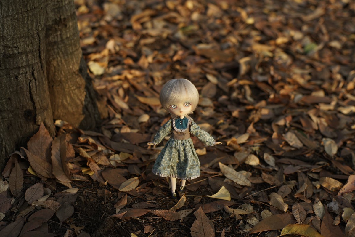 もうクリスマスも年末も近いけどまだ紅葉ひっぱる！🍂
.
#ハルモニアブルーム