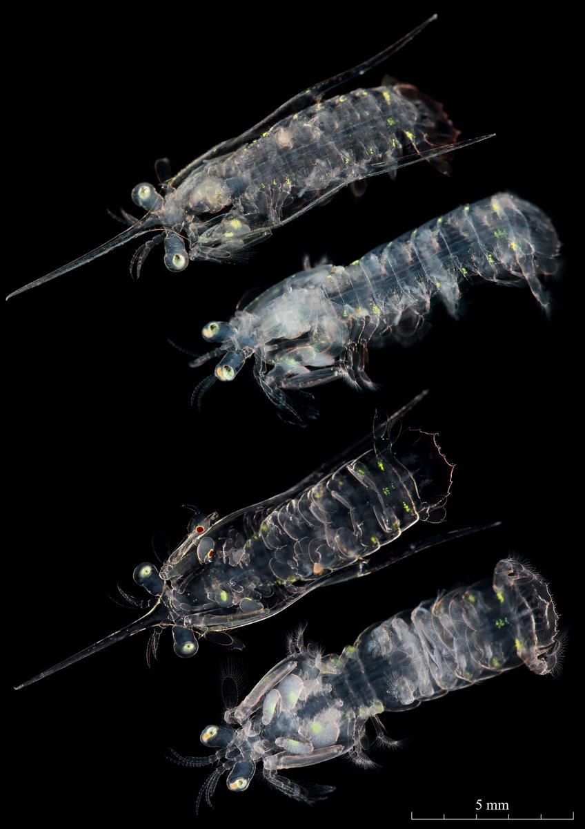 G^3-Χ (@GGG_GorillamanX) / Posts / X