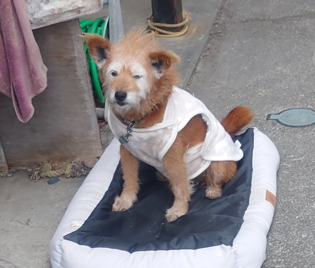 イッヌ可愛すぎBOT (@maromaromarro) / Posts / X