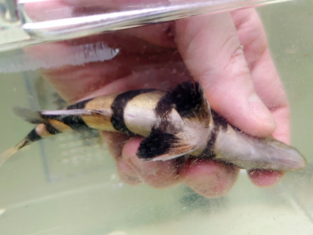 ふうごうはなあんきー (@rhombeus1919) / Posts / X