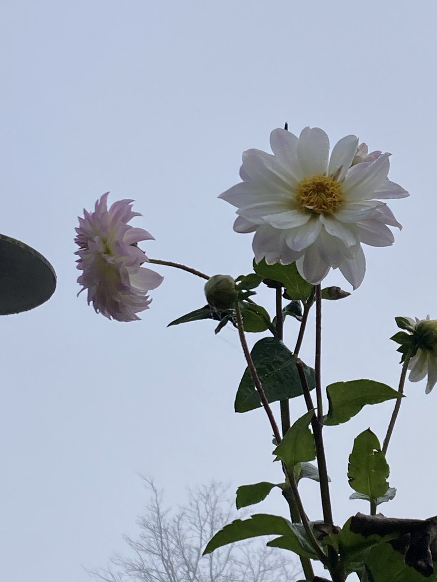 Probably the last flowers of the #dahlia ‘Ferncliff Illusion’ - a 3 meters high Dahlia plant in the garden today