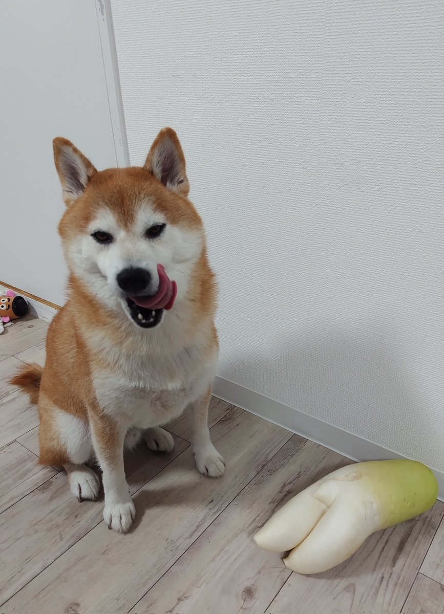 芝犬です。 芝犬です。 芝犬です。 芝犬です。 Mr.Z 1/6 柴犬 Shiba Inu
