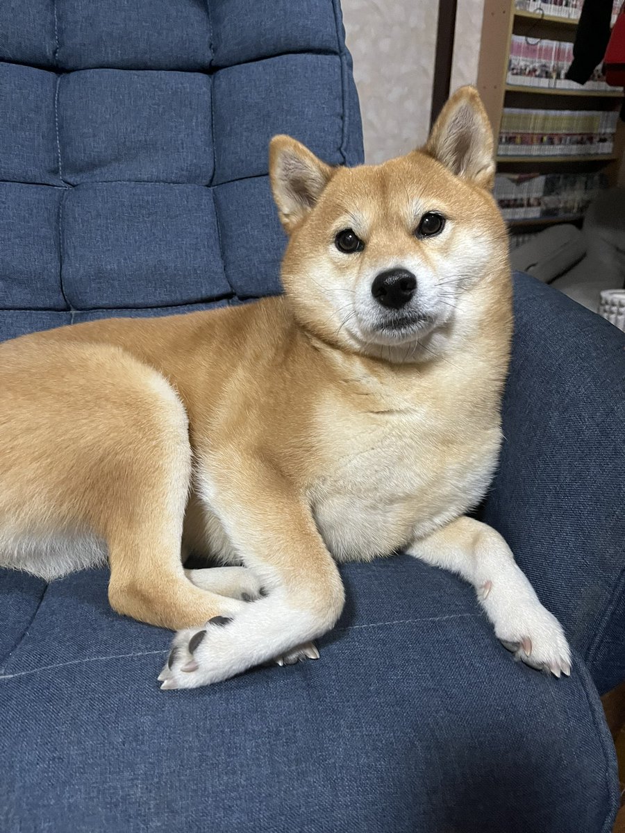 Post by さくら@キツネ顔の豆柴🌸 on X: Yes,Boss