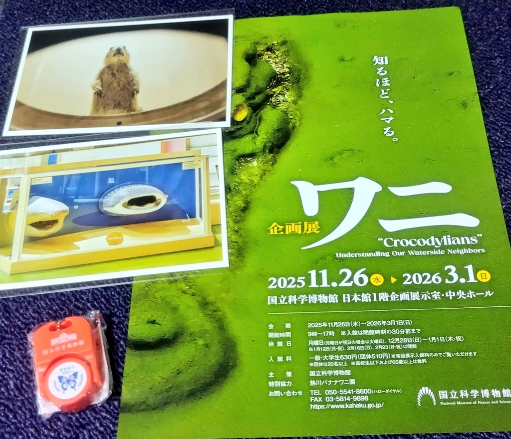 kkanobun's tweet photo. 色々グッズも購入

職場のお土産も科博で（撮り忘れたけどオリジナルサブレと恐竜クッキー

個人的推しの古代生物はアノマロカリス。
すみっコくらしのランダムアクキーで来てくれて嬉しい

あと特別展のティラノサウルスのこの顔、慈愛に満ちててツボ。ポストカードで販売してくれてありがとう… https://t.co/6uQVxtUGwa