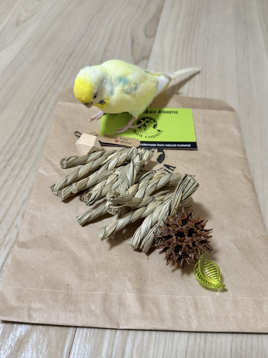 鳥フェス千葉 のお迎え品です𓅪 ことりマニアさん(@minakaming